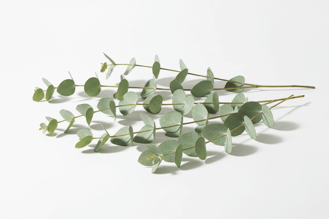 Eucalyptus Skincare Benefits Natural Wellness Guide - Jask Beauty Essentials