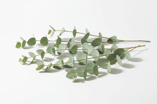 Eucalyptus Skincare Benefits Natural Wellness Guide - Jask Beauty Essentials